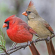 Illustration for article titled Help me identify this bird